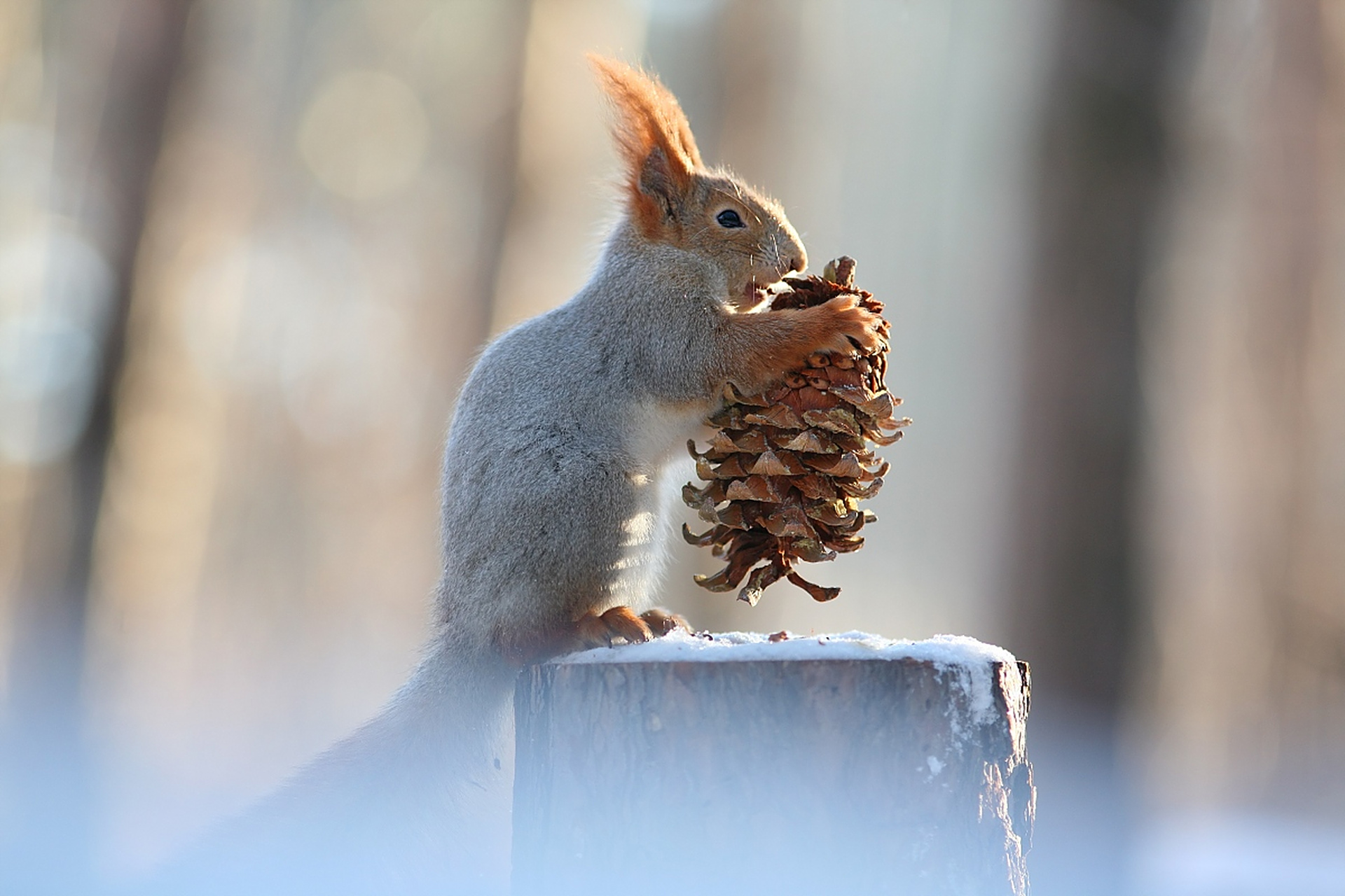 动物趣图# 雪地松鼠在冬季是最漂亮的,饱满蓬松的白色毛发,长长的耳