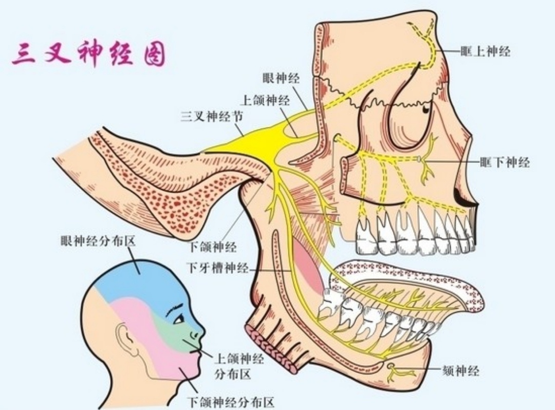 人体神经分布三叉神经图片