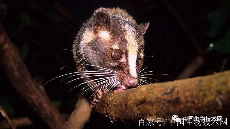 中國立法全面禁食野生動物 斬斷