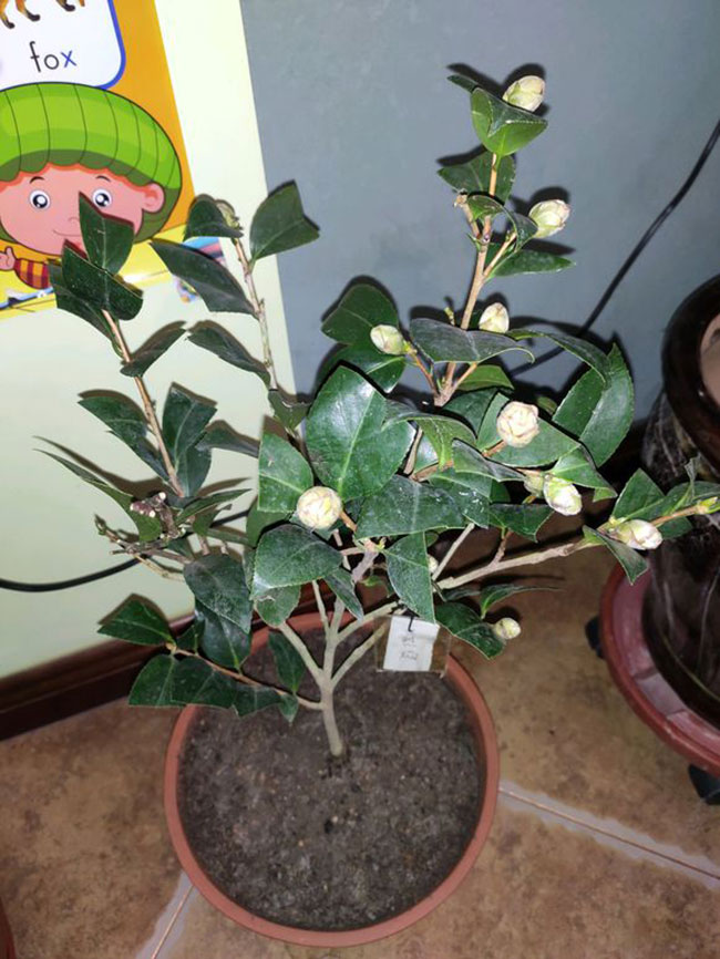 茶花花苞变黑警惕1情况