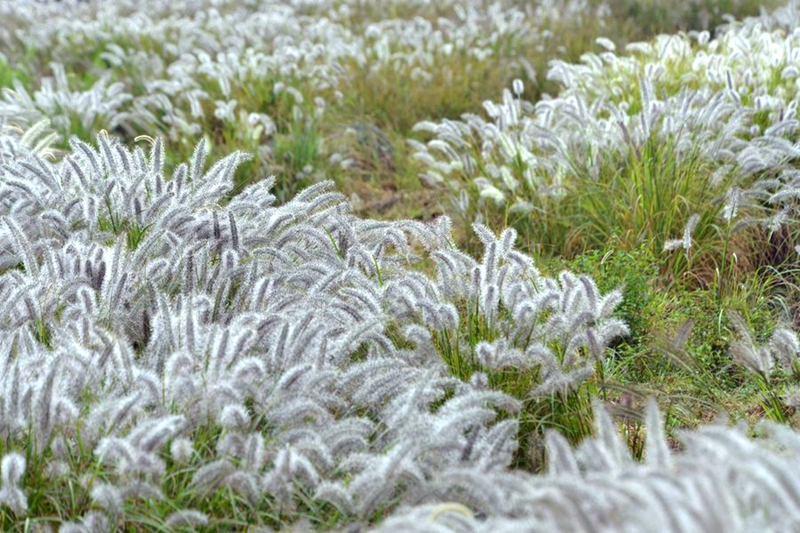 农村野生植物"狼尾巴草,若长在您家山坡,请重视,珍贵价值大