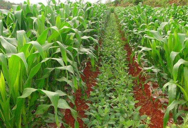 玉米套作大豆,1亩田顶2亩地收益,参观后的种植户:明年就这么种