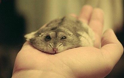 仓鼠原来趴着趴着就瘪了,样子真的好萌!