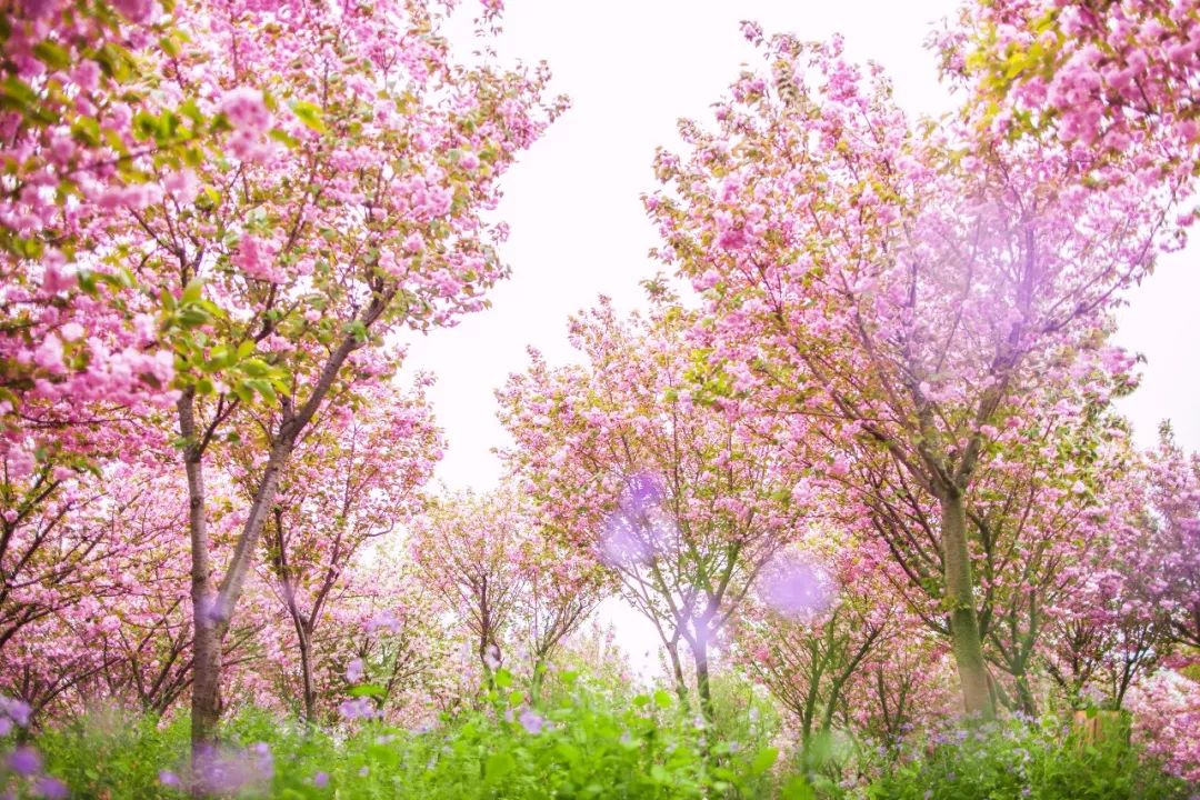 4月的铜观音寺是浪漫的,因为一到盛开樱花,宛若仙境!