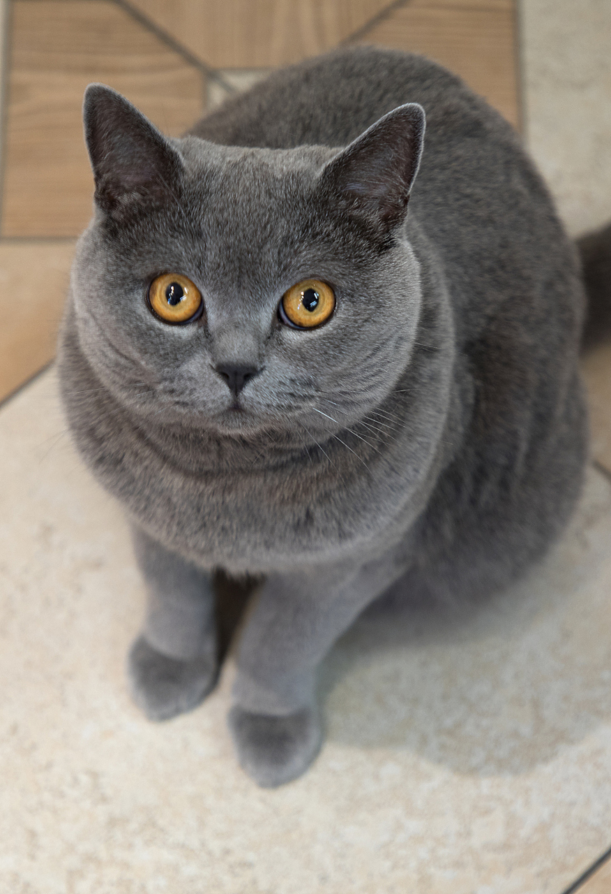 英短纯蓝猫,属于英国短毛猫的一种,是一种非常友善和温顺的猫咪,它们