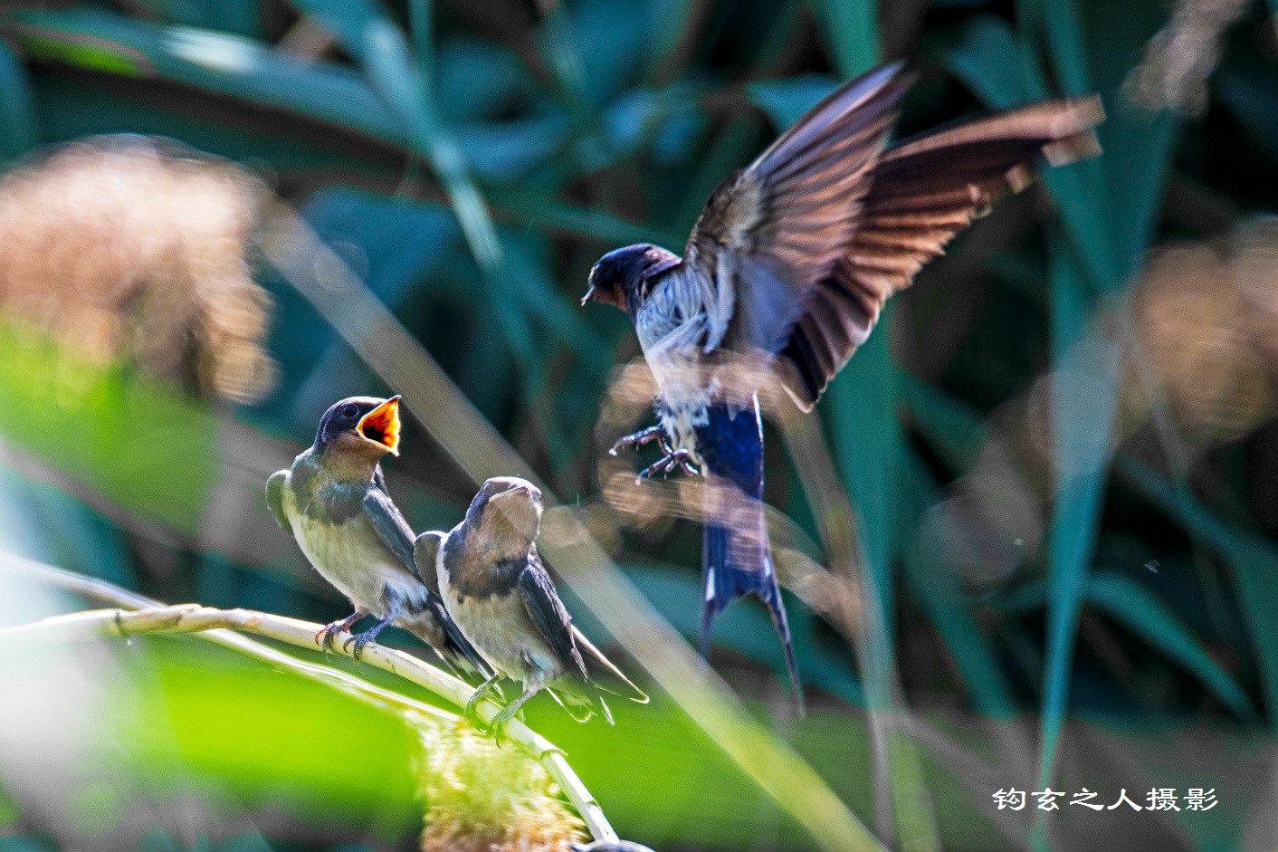 几处早莺争暖树,谁家新燕啄春泥