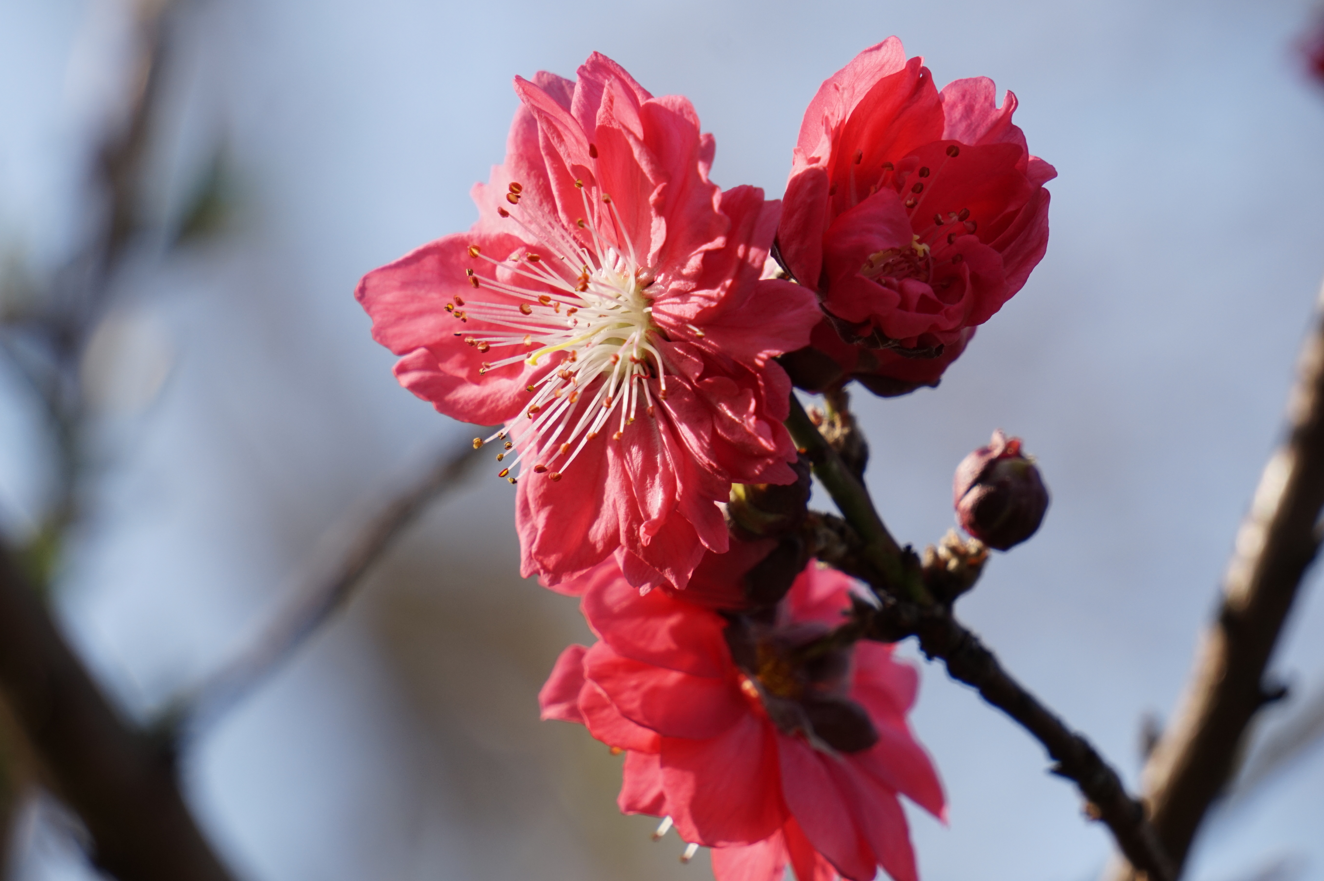 「绽放最美春天」春天的橘子洲头