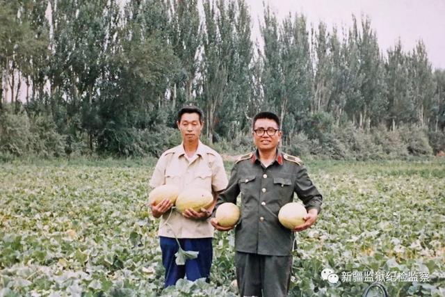 1985年下巴湖劳改支队农业科研所培育出新品甜瓜