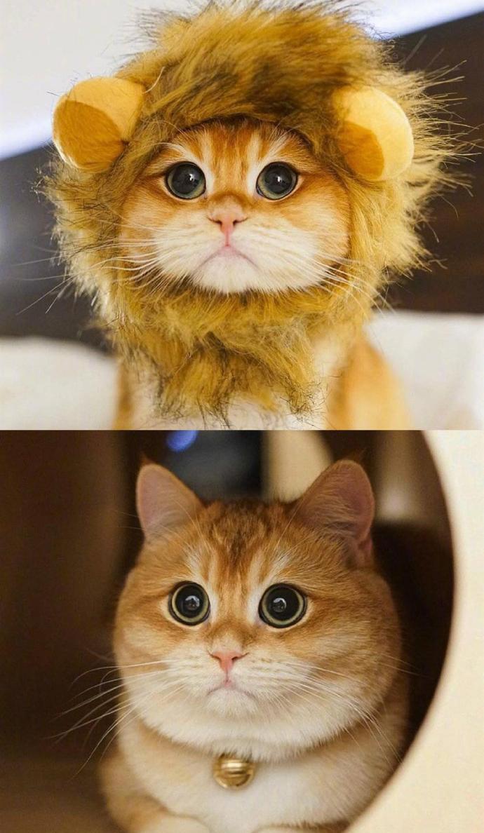 这只橘猫包子脸,蓝眼睛,仿佛总是气鼓鼓的,看起来特别憨厚,可爱到让人