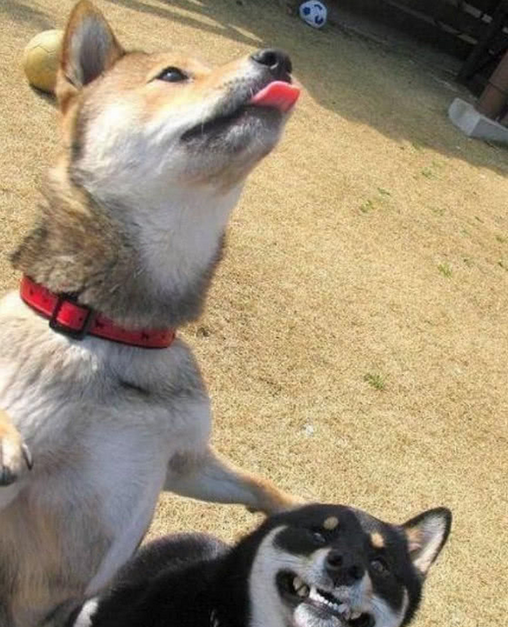 你犯规,不带这么玩的#万物皆可云##宅家快乐源泉