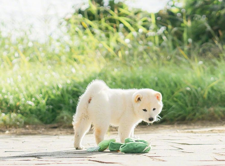 宠主带白色柴犬出去玩,阳光下的小奶狗帅气呆萌,这才是白富美!