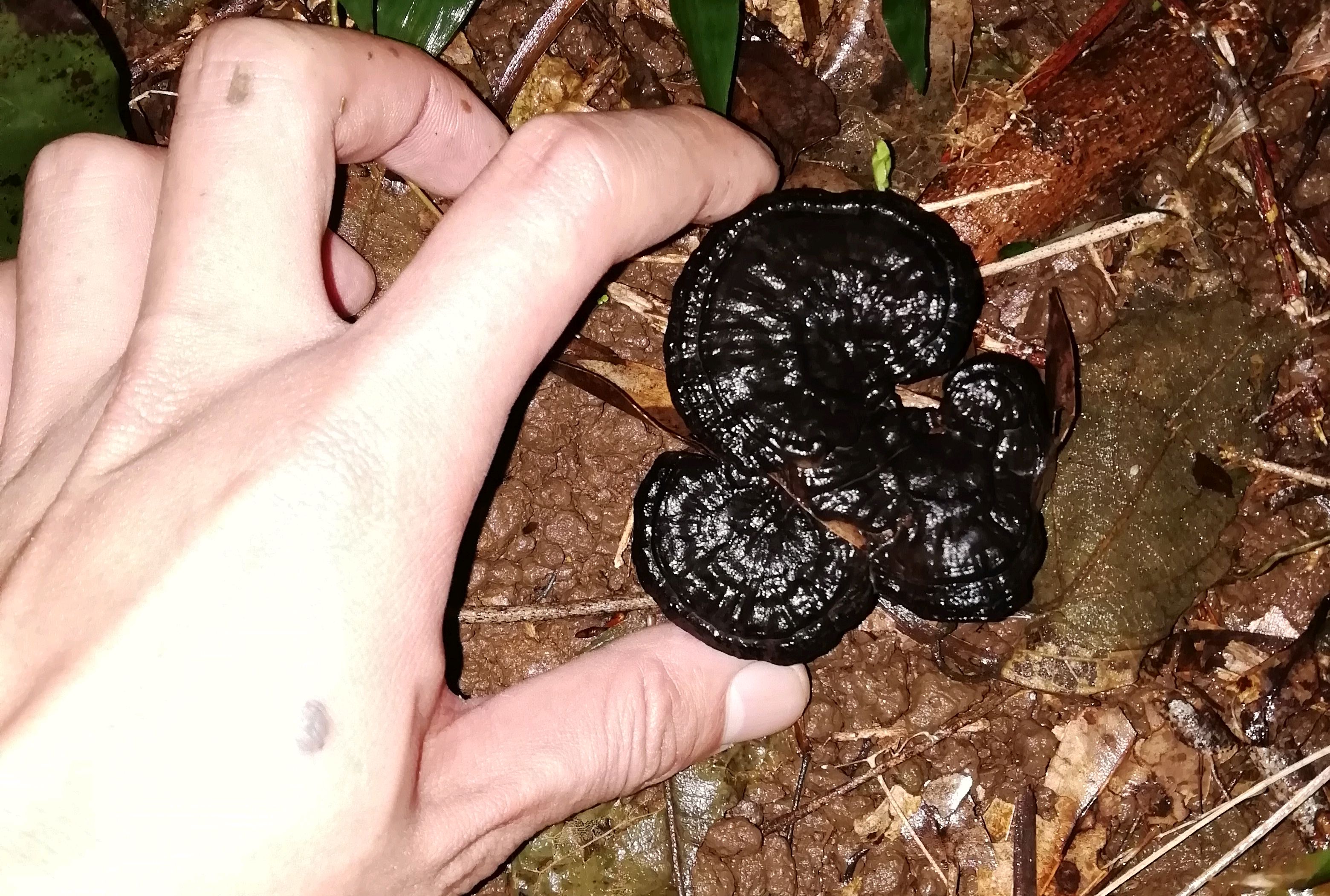 有柄的野生灵芝,上年份的,非常稀有.