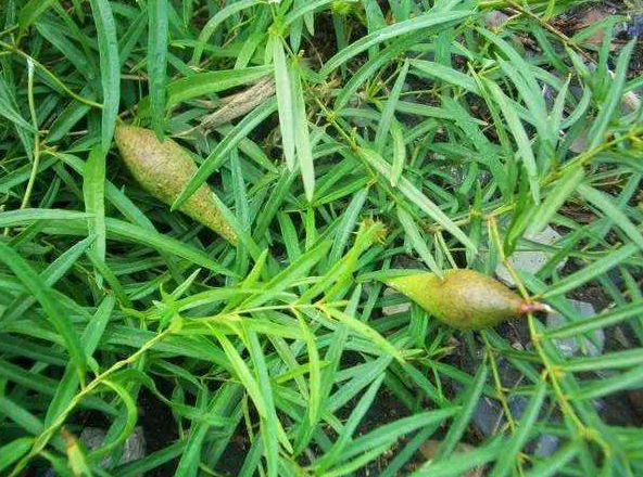 这种野草叫瓢儿果,天浆果,羊婆奶等,还有人称它为婆婆针线袋,意思是说