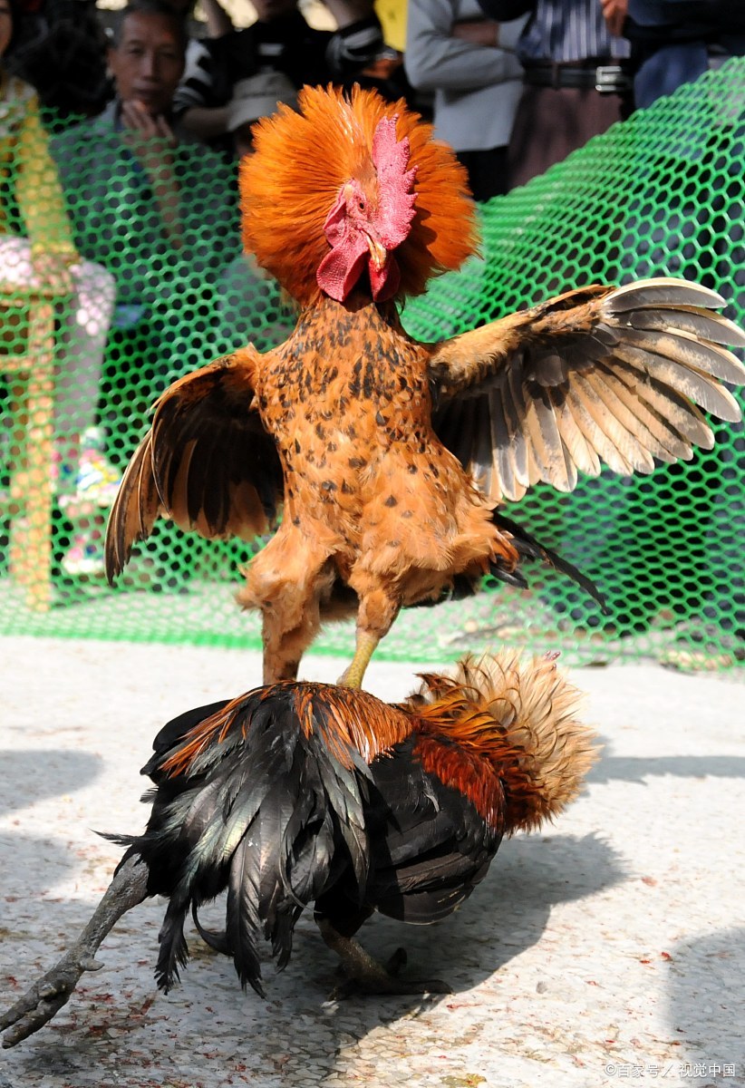 说了不下800遍,春季少给孩子吃鸡肉