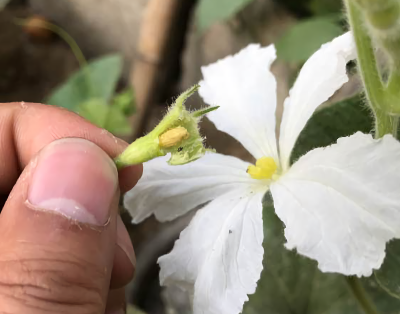 简单7步,在阳台种小葫芦,一盆结十几个,随便盘