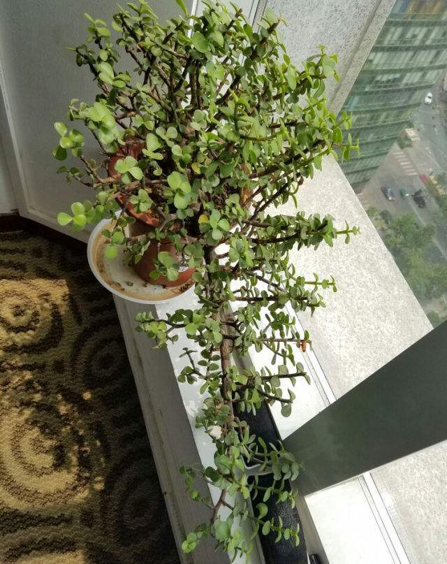 养好金枝玉叶,无非掌握"5要点",做到位了,枝干粗壮,嫩叶窜