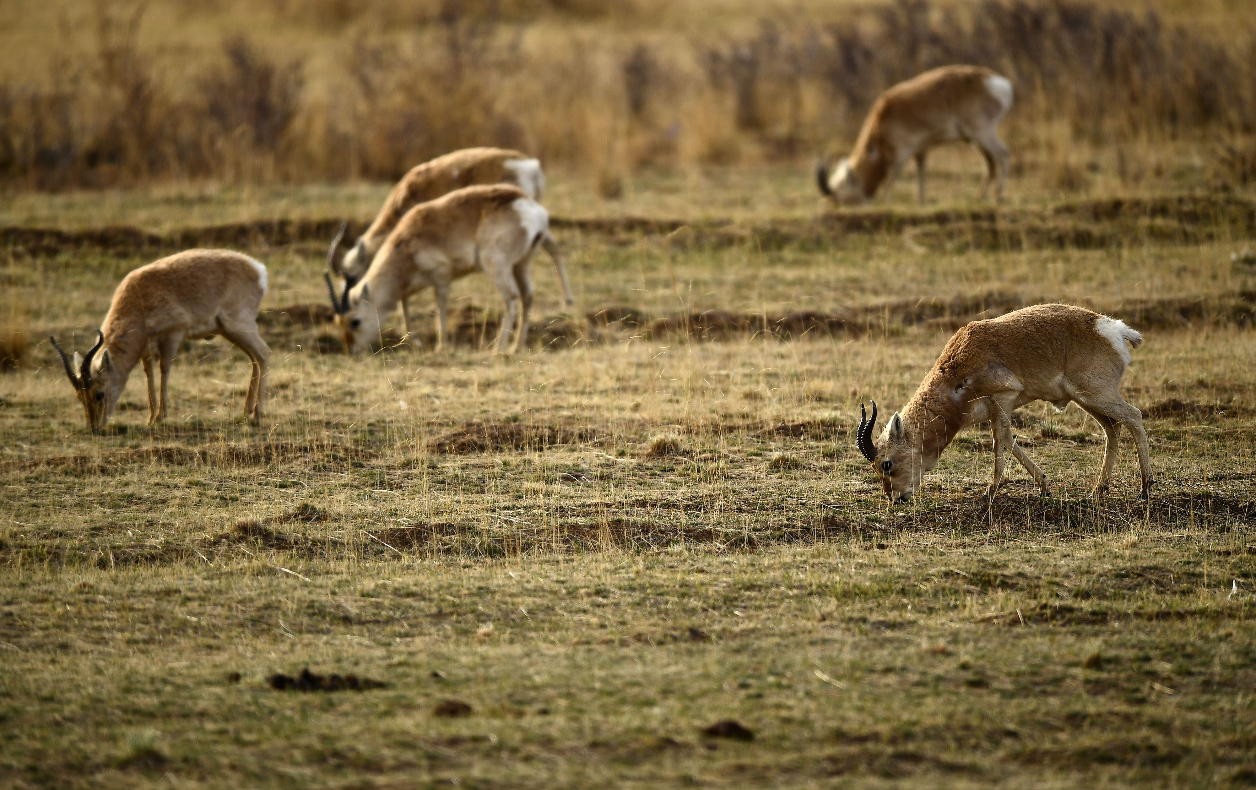 青海濒危野生动物普氏原羚种群数量增至2057只(6)