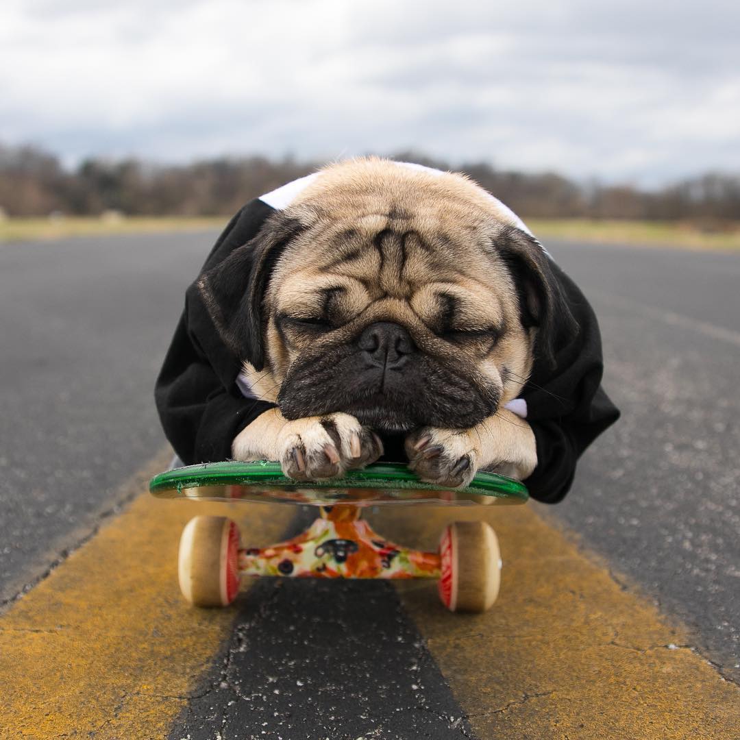 宠物萌宠秀:囧囧有神的巴哥犬是如此迷人?