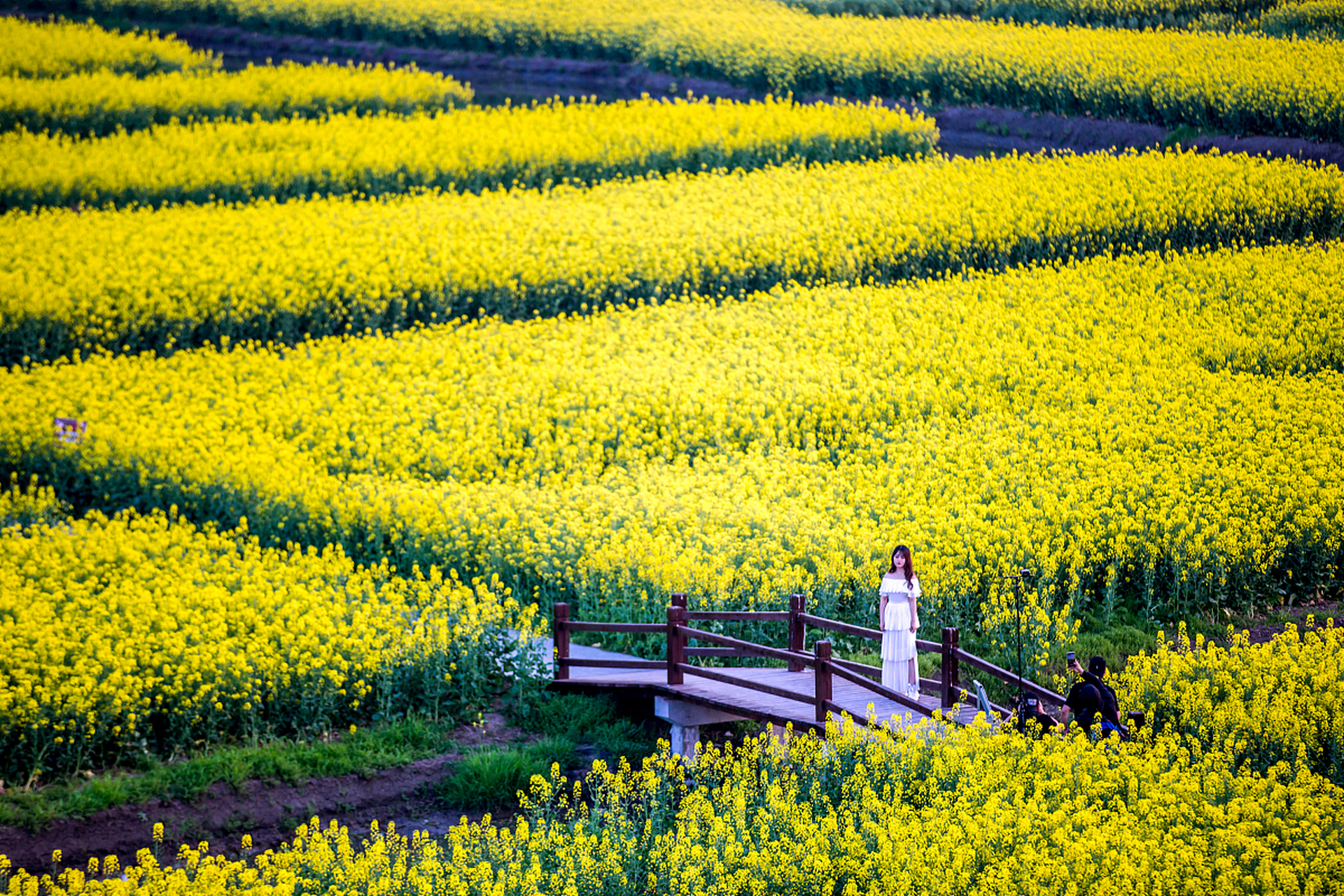 消泗乡油菜花海位于武汉市蔡甸区,是武汉著名的赏花景点之一,被誉为