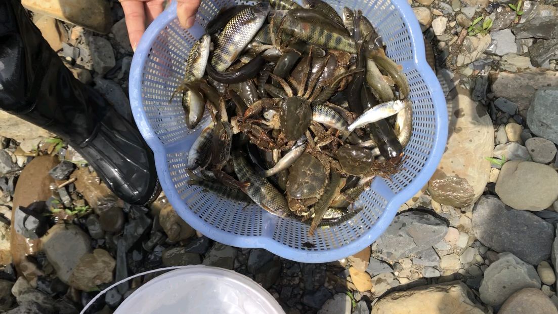 河边长大的娃就是会抓鱼,随便丢几个地笼就能搞一桶,资源丰富