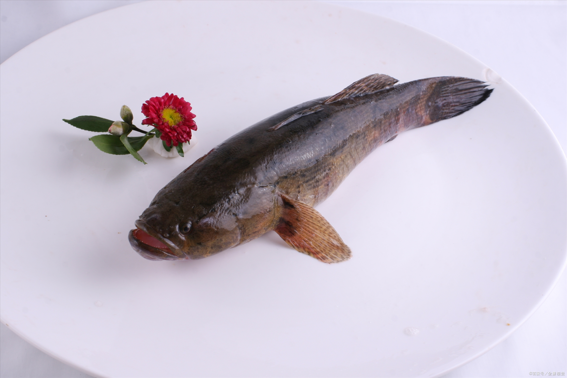 最后导致泛滥成灾,特别是广东,广西等地的河流里到处都是笋壳鱼,后来