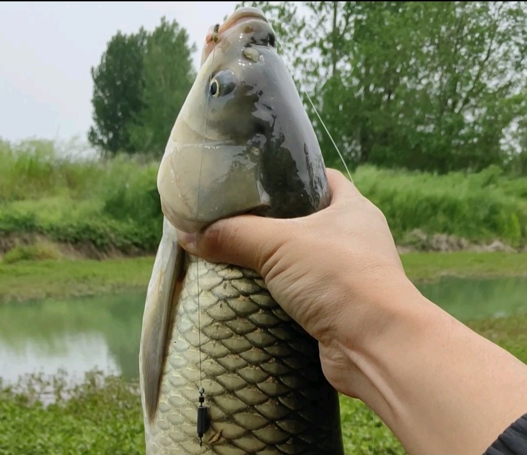 油菜花开满,草鱼咬钩不偷懒!春钓草鱼的五个细节,谨记