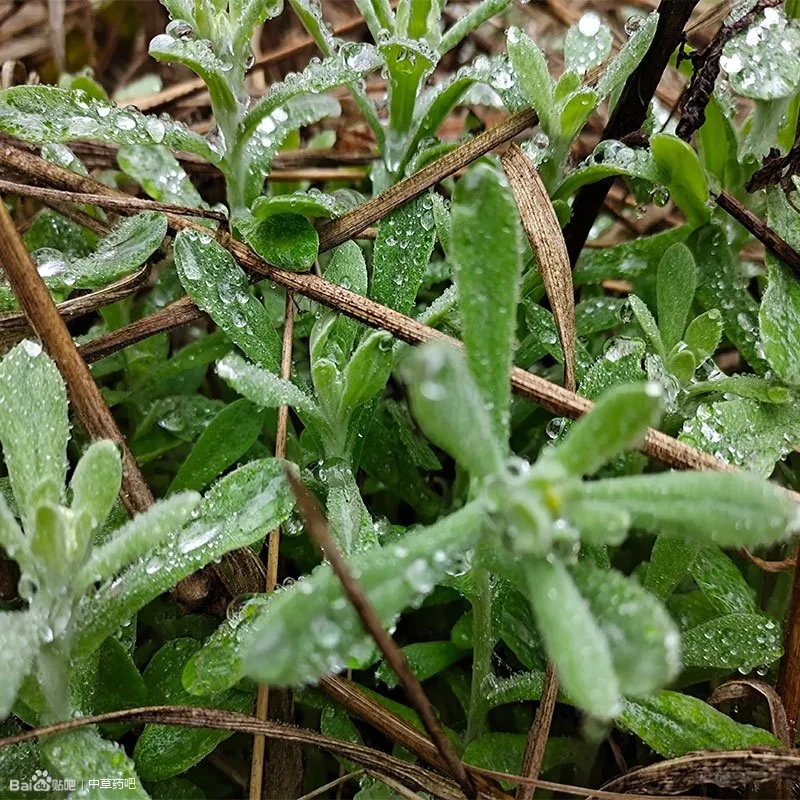 清明草花图片图片