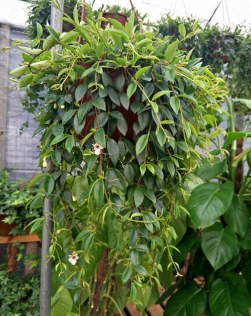 柳叶吊兰叶片总是掉落,做好这几点,轻松恢复生机!