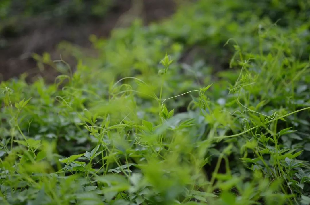 保护心血管?上平利绞股蓝!