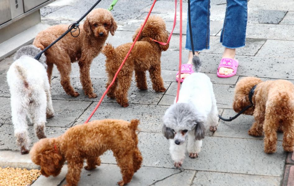 一女孩遛六只狗,漫步街头真实吸人眼球