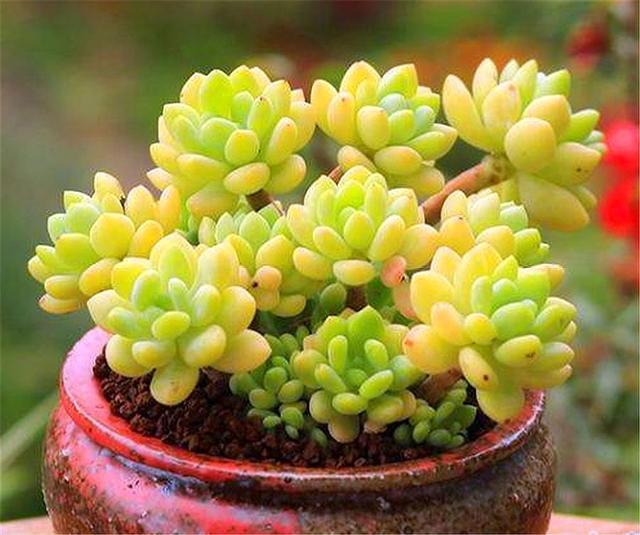 4月发文:多肉凝脂莲,耐寒耐热爱爆头,3个"小技巧"