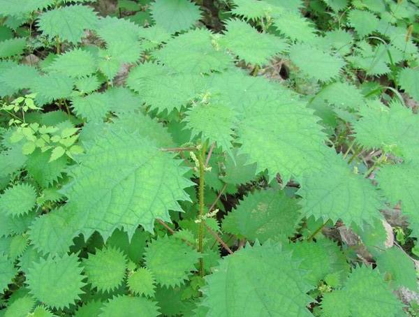 农村常见的这几种毒草,遇见了一定要躲开