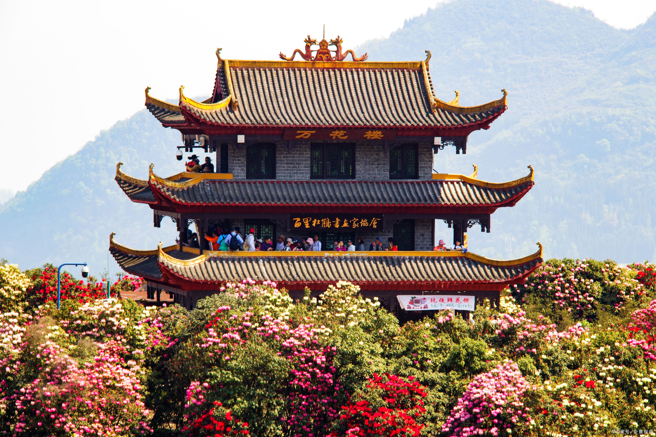 在贵州毕节市,有一片天然的原始林,那里绵延50多公里,全是野生杜鹃花.