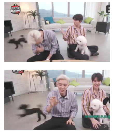 多动症的多芬,连主人朴灿烈都驾驭不住的活泼好动