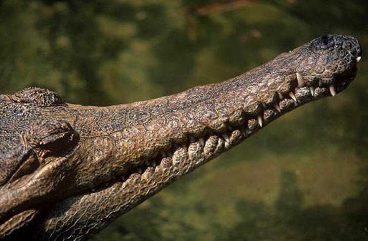 狭蜥鳄,生存于侏罗纪早期到白垩纪早期的已灭绝海鳄类,狭蜥鳄的化石