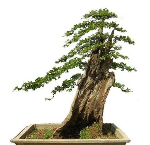 柞木形态古雅多姿的小老桩制作盆景,桩材养坯方法和养护