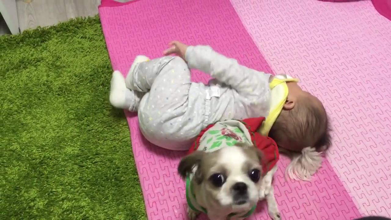 小娃:走开,我自己可以的~~ 但是你知道,萌娃虽然小,但体型至少是狗狗