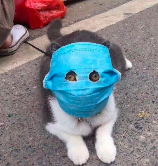 特殊时期做好宠物防护,看看网友都怎么做,真是又好笑又可怜巴巴