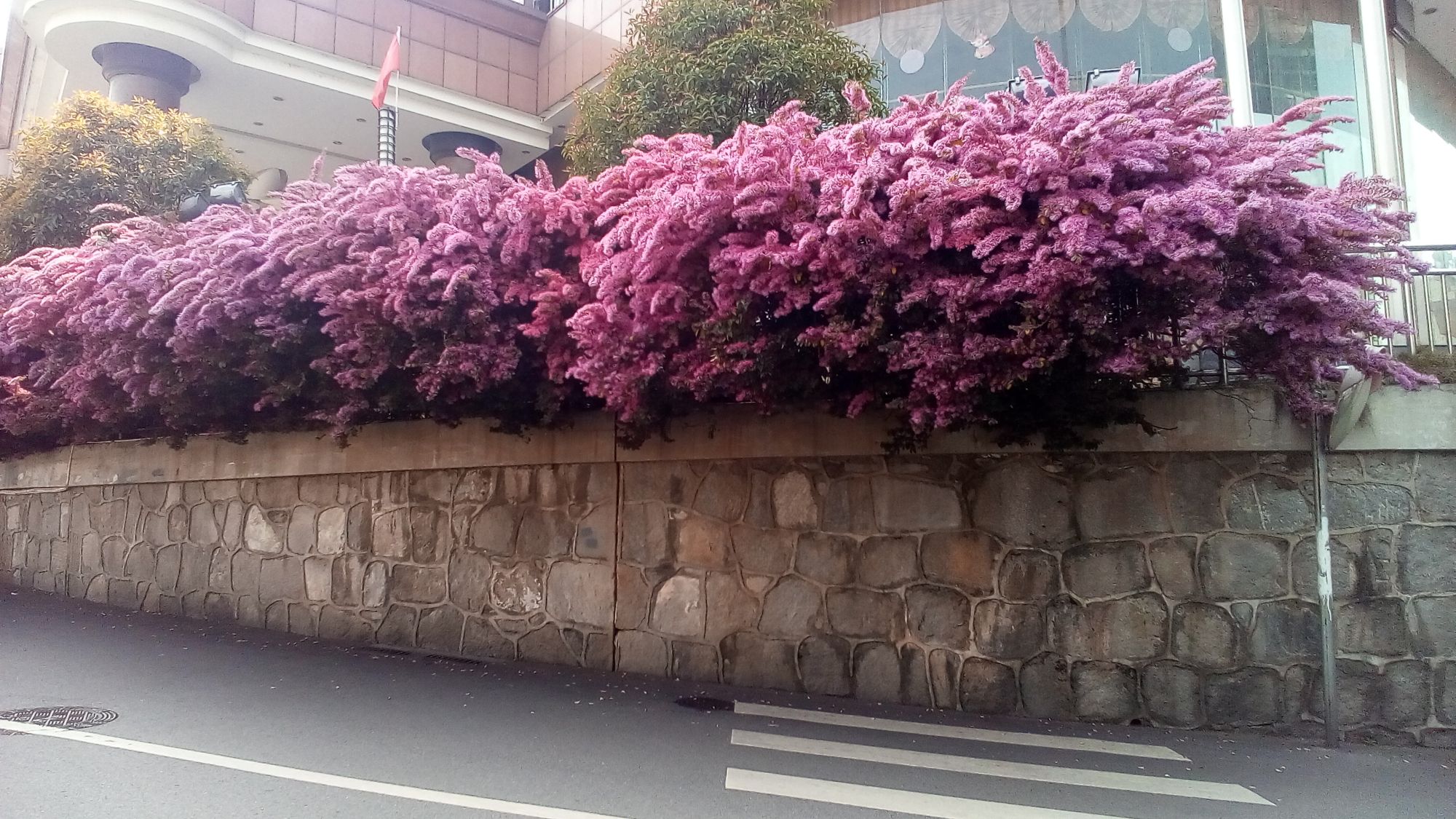 红花檵木也长做绿篱使用.