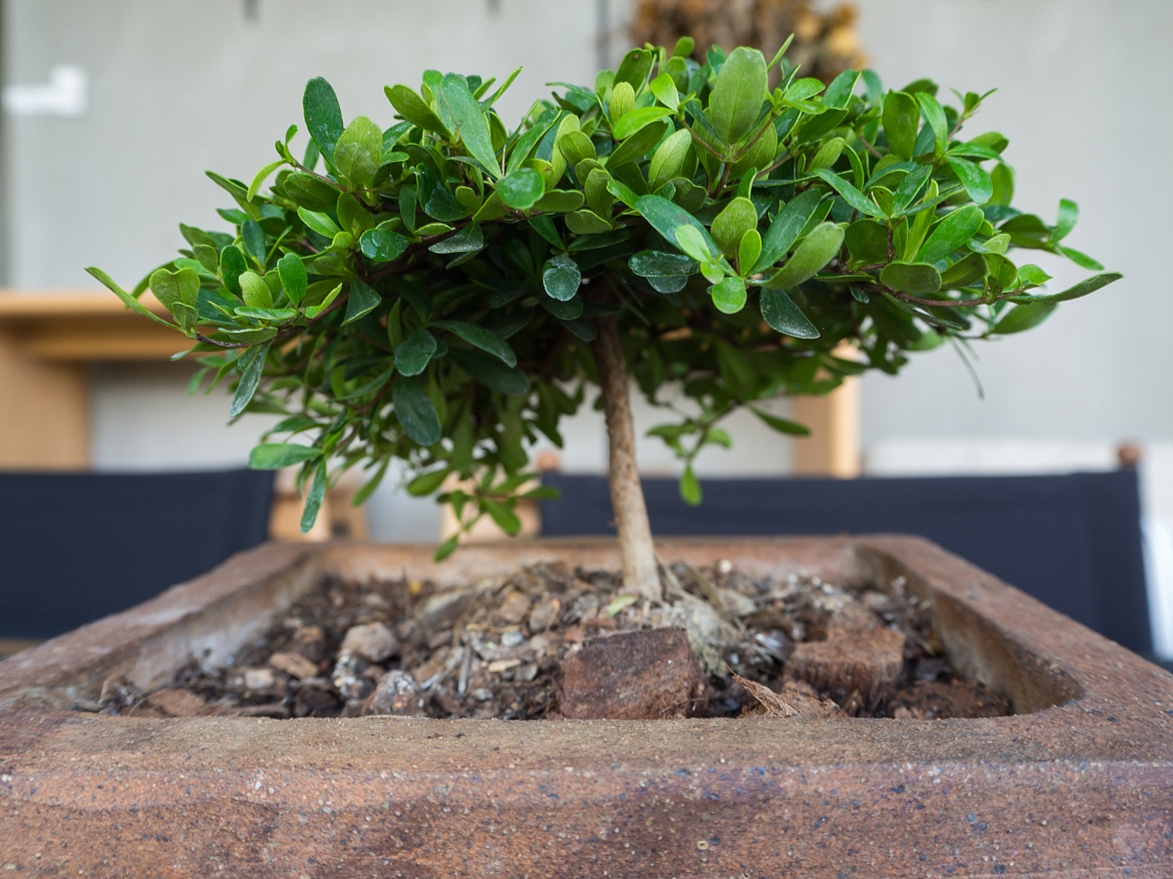 五爪龙,又称为五指毛桃,是一种具有独特形态和药用价值的植物.