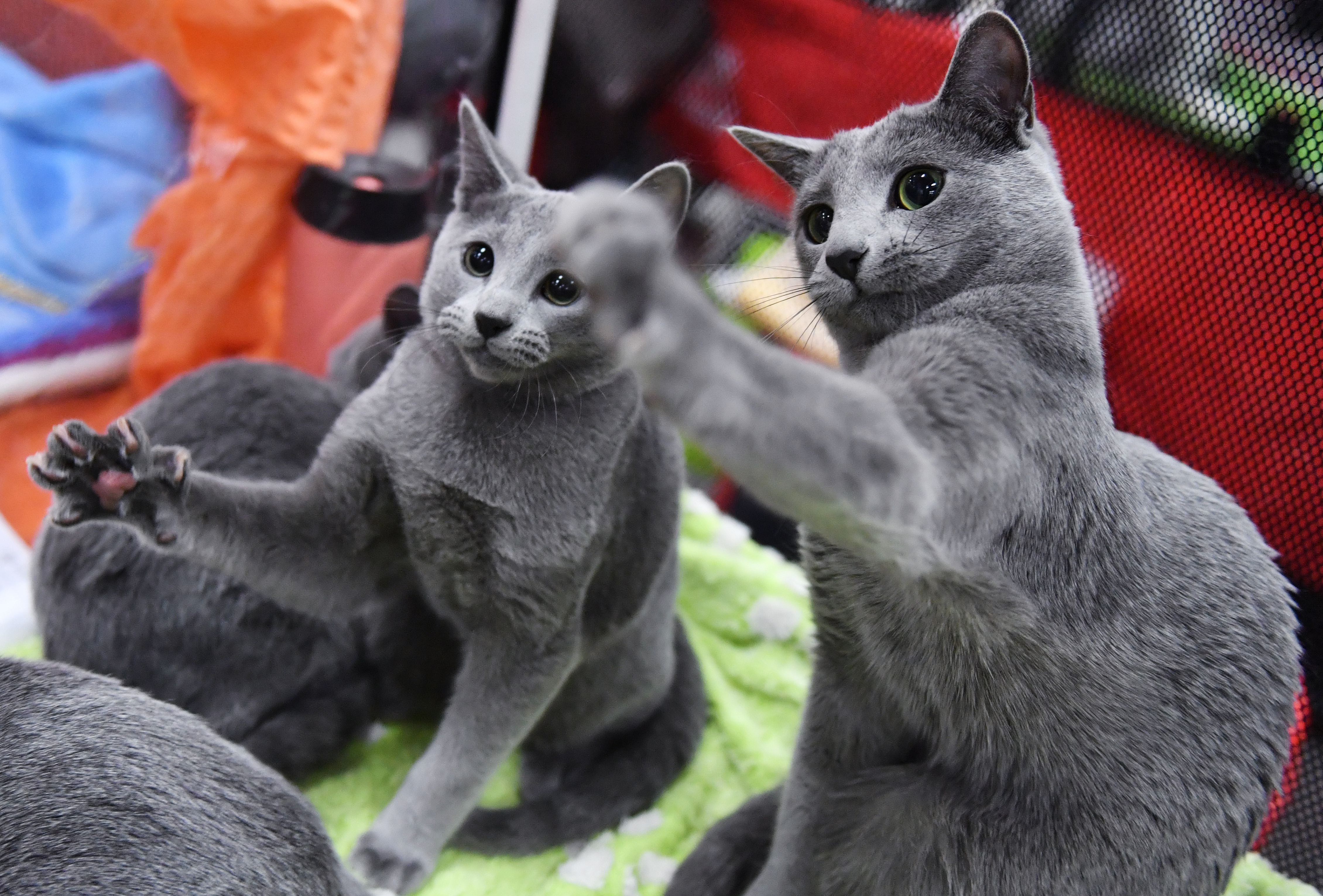 (外代二线)萌猫大聚会    这是11月24日在俄罗斯莫斯科猫展现场拍摄