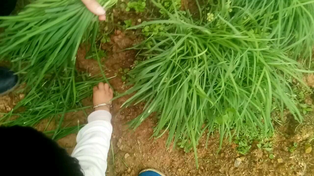 来菜园摘点绿色无污染的韭菜炸油饼吃