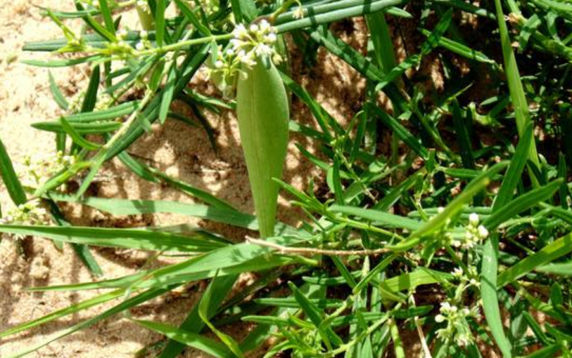梢瓜要如何种植,早熟种植是什么技术,需要哪些种植条件