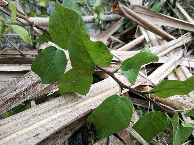 农村这种植物,能穿山破石,生长能力极强,人称"穿破石"