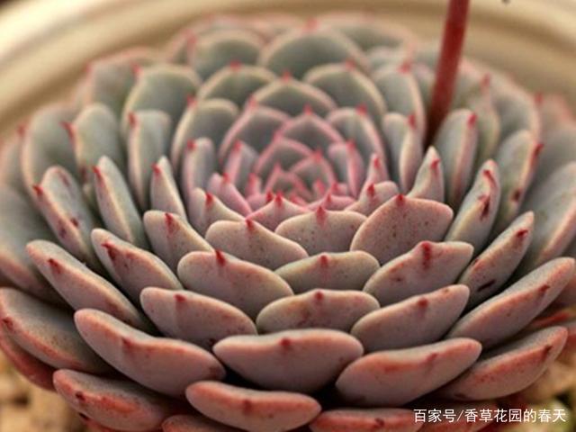 多肉纸风车和纸风车缀化,养护有点小区别,缀化要更注意防虫