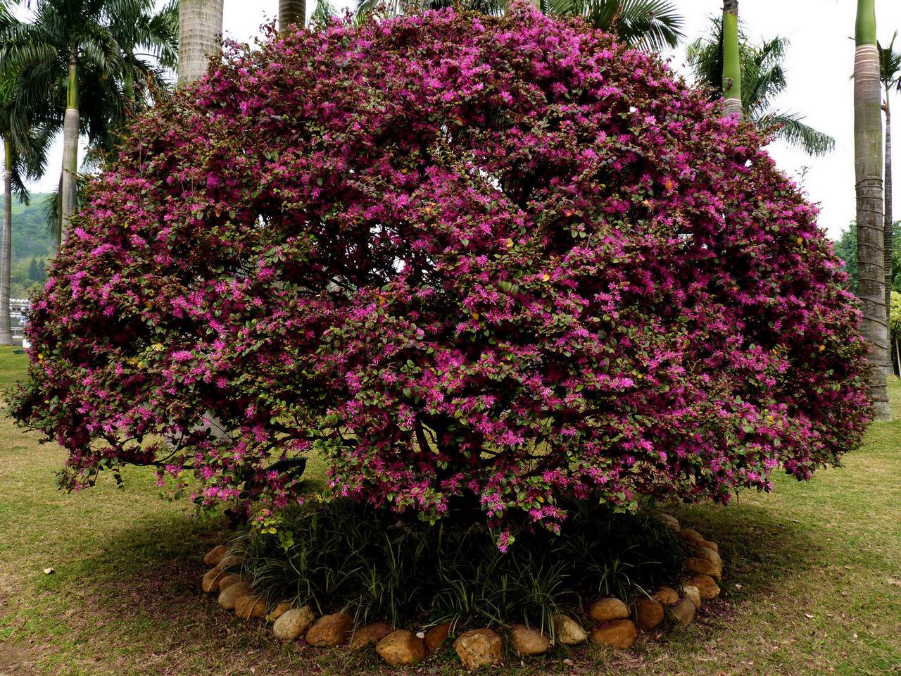 植物木 - 热门商品专区