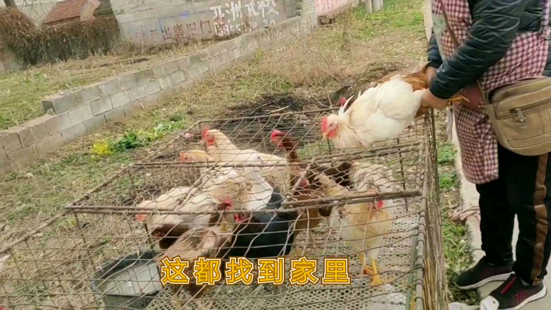 疫情过后的农村,看看养殖户是如何把鸡卖出去的