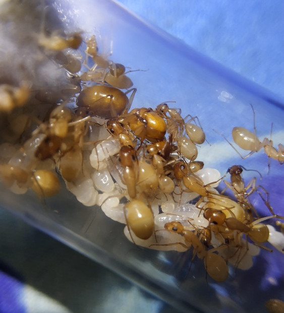 全黄费氏弓背蚁到底结不结茧