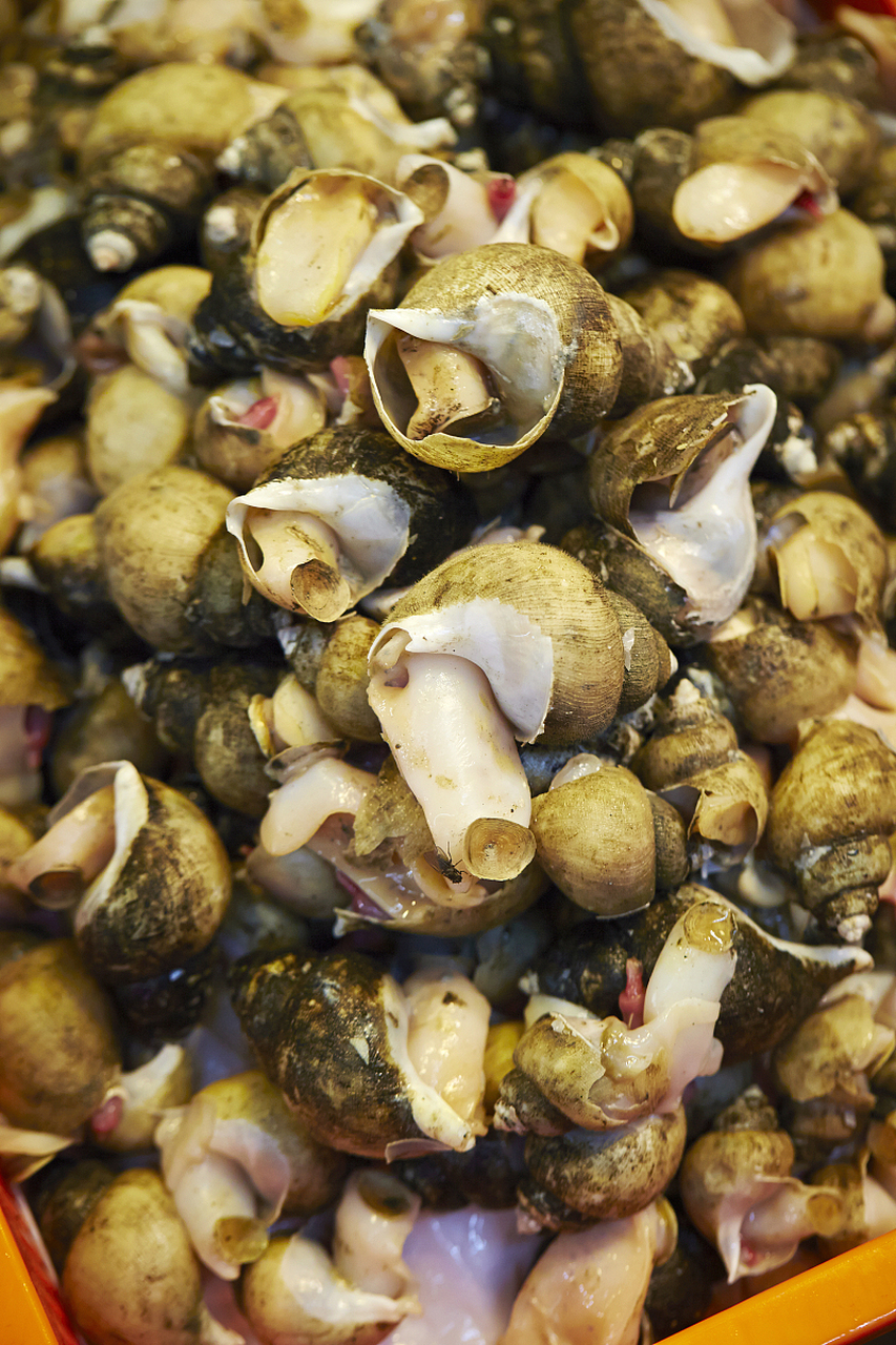 有一次,我和几个小伙伴在湖边玩,突然发现湖里有很多漂螺,我们就想试