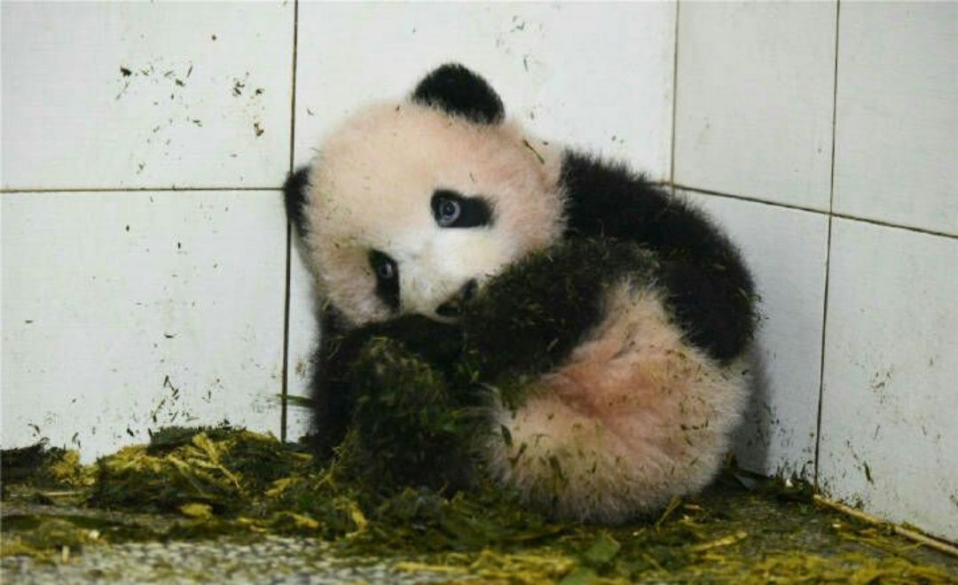 细数大熊猫的黑历史,真没想到你们竟然是这样的国宝!